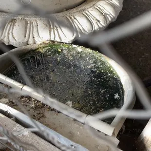 Disgusting water for the animals.