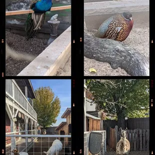 I wish the peacock had shown off for us but she was sleeping