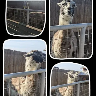 Vogue. Profile pic and selfie please always ready for the photo app.