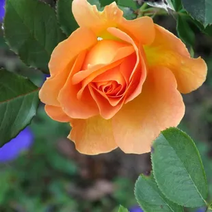 flowers were still in full bloom around the pond in October.