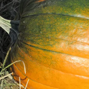 a large pumpkin