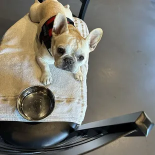 Service dogs are very welcome here my boy Orion enjoyed it