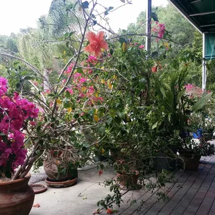 Patio,flowers a breeze,PERFECT
