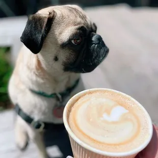 Latte / why no latte art?