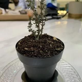 Eat Me Plant