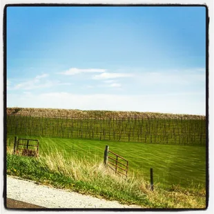 A real vineyard!