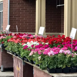 Pretty flowers