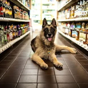 a dog in a store aisle