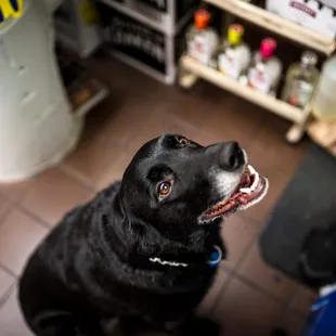a black dog looking up