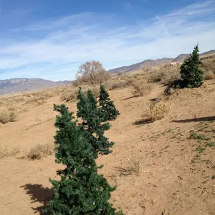 Christmas tree hole - hole 9