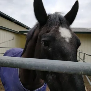 Curious and friendly resident