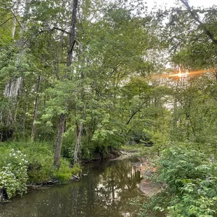 a stream running through a wooded area