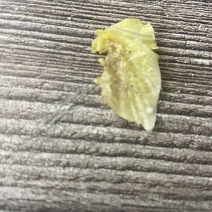 Rotten lettuce