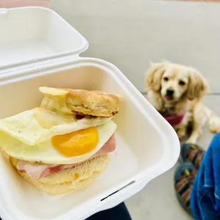 My Hammy. And the pup hamming it up