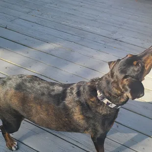 Baxter, our Tennessee Treeing Brindle Hound, is enjoying the dog friendly deck at Brew Link. Lot of open space so he doesn't get stepped on.