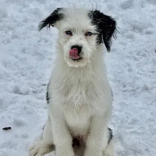 This is my dog&apos;s best impersonation of Rudolph, the red nose, reindeer