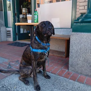 My dog Bruce Wayne got a treat from one of the employees. He's a happy puppy.