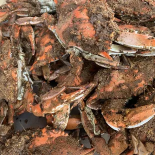 One dozen of small crabs. Barely any meat in them.