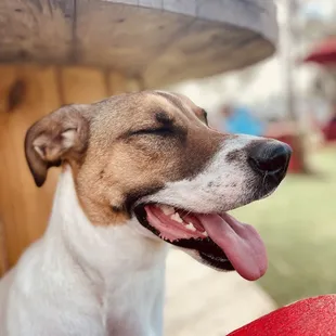 a brown and white dog with his tongue hanging out