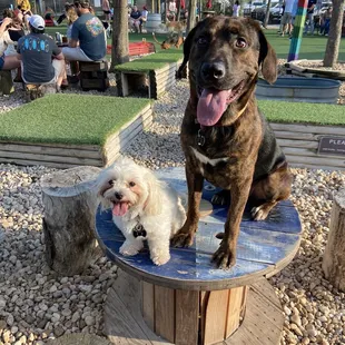 Our pups at brewhounds
