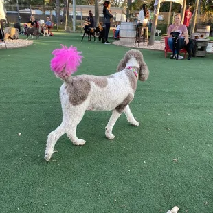 At the dog park