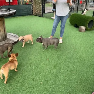 Impromptu Frenchie Meetup