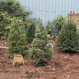 Cute little trees with lights