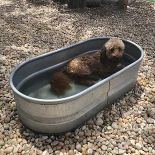 Bath time in the tub