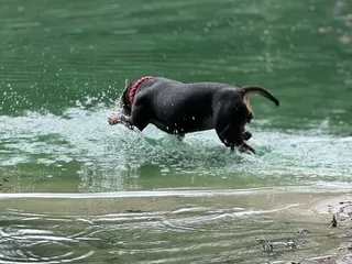 Poochie's Park