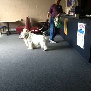 a man walking a dog on a leash