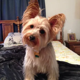 Chewie ..