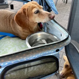 Our dog in the stroller.