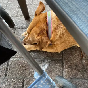 a dog sleeping under a table