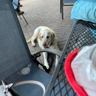Pet friendly