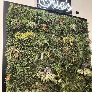 a wall of plants