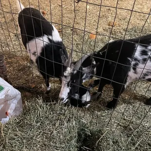 Pet goats