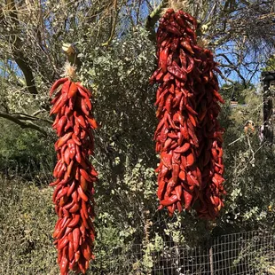 Large ristra strands