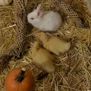Always something cute from the farm: ducklings and bunnies, equally uninterested in toddlers.