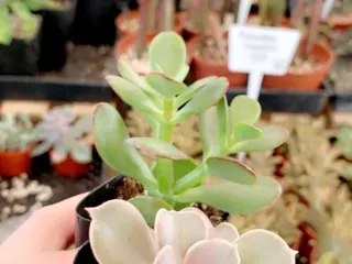 Bach's Cactus Nursery