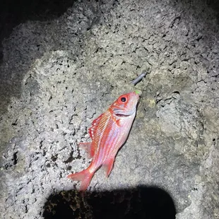 Little guy on the drop shot