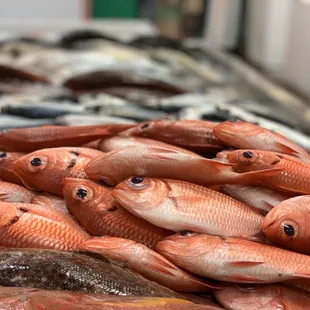 a large pile of fish