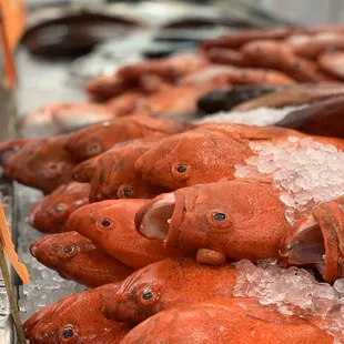 a display of fresh fish