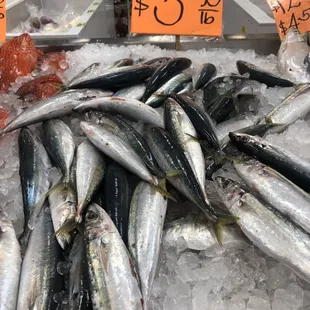 a display of fresh fish