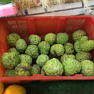 Ok my Yelp friends, what is this? This grows on my property in the Virgin Islands. Didn't know it's here too.