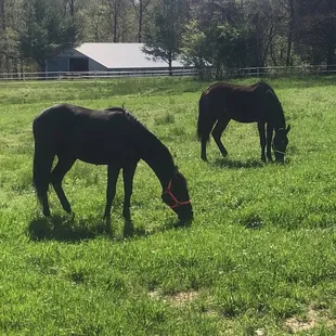 One of a number of rear pastures