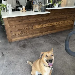 Rocky waiting for his pup cup