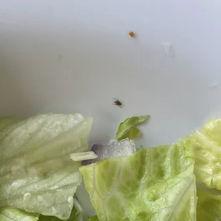 a closeup of lettuce