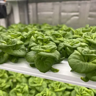 Inside the butter lettuce unit.. so amazing