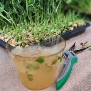 a bowl of sprouts and a pair of scissors