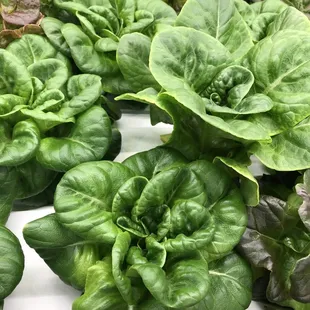 Gorgeous colors and fragrances